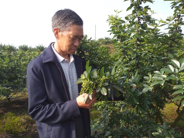 四川洪雅：“藤椒之父”余江洪