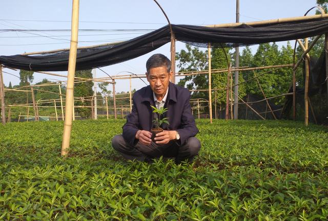 藤茶种植前景_藤茶种植技术视频_种植藤茶致富