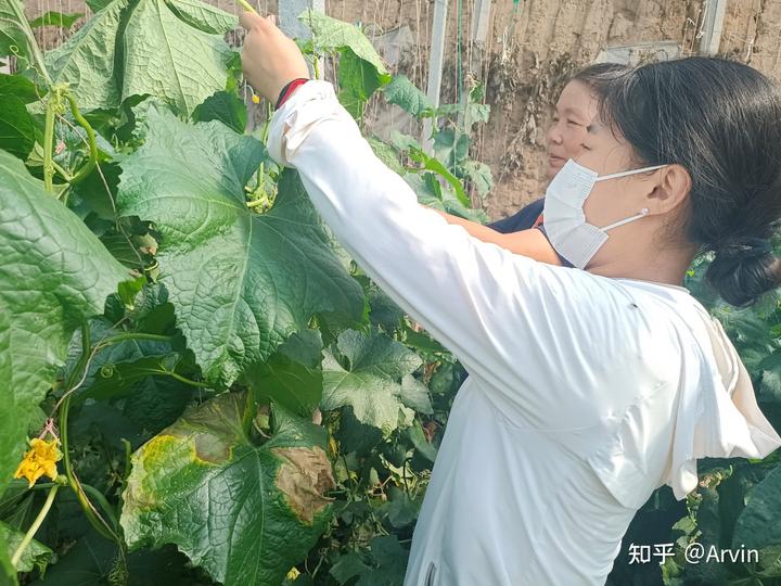 农民致富种植项目_人民网种植特色农作物致富_农村致富项目种植业