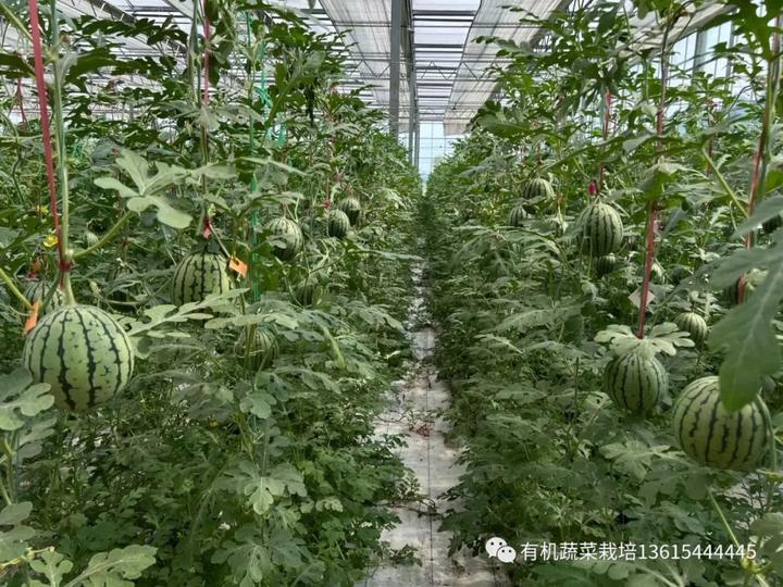 西瓜种植技术技_最新西瓜种植技术_西瓜种植最新技术视频