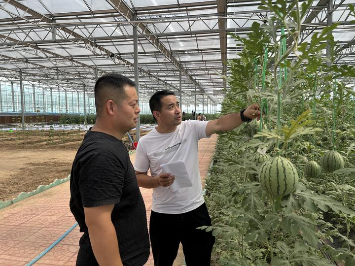 最新西瓜种植技术_西瓜种植技术技_西瓜种植最新技术视频