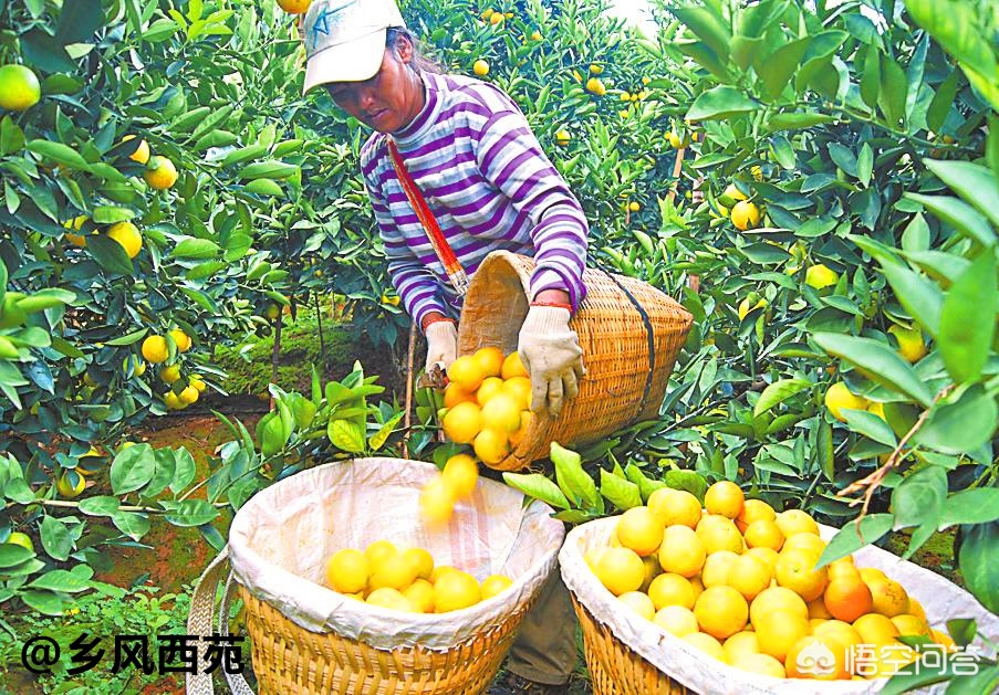 哈密瓜种植技术与管理法视频_哈密瓜的种植技术_哈密瓜种植方案