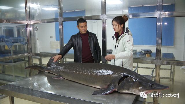 视频致富养殖鲟鱼在线观看_鲟鱼养殖致富经视频_视频致富养殖鲟鱼是真的吗