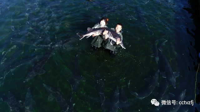 视频致富养殖鲟鱼是真的吗_鲟鱼养殖致富经视频_视频致富养殖鲟鱼在线观看