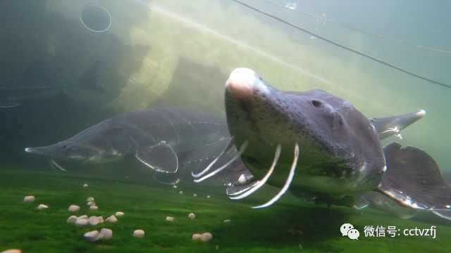 鲟鱼养殖致富经视频_视频致富养殖鲟鱼在线观看_视频致富养殖鲟鱼是真的吗