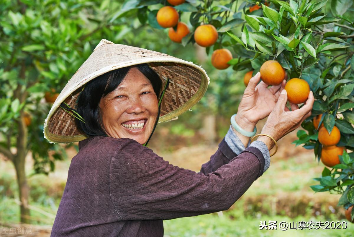 不再靠种粮食挣钱了。农民致富十条路之一，特色种植的要点在这里