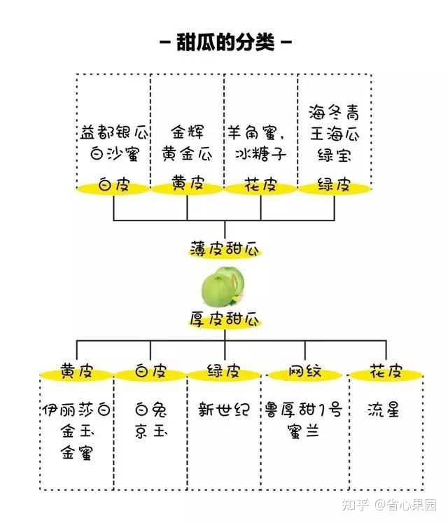 种植技术哈密瓜技术要点_哈密瓜的种植技术与栽培_哈密瓜的种植技术