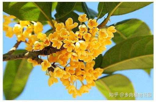 流苏树的管理方法_种流苏树怎么样_流苏树种植技术