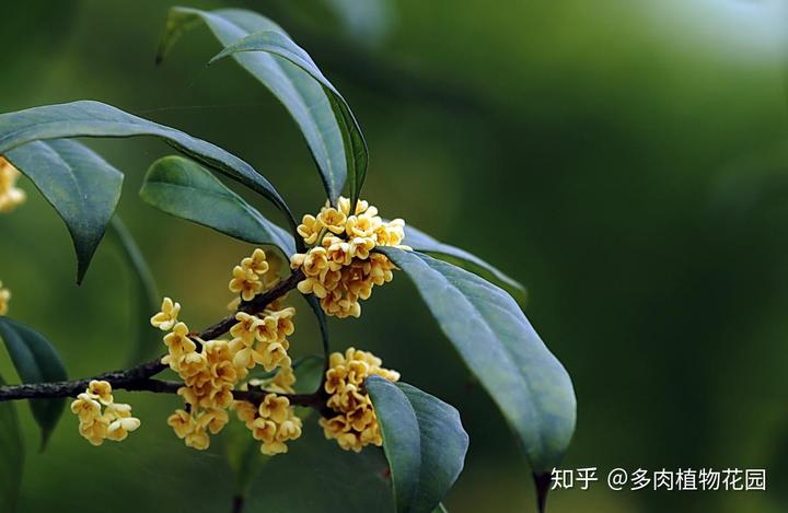 流苏树的管理方法_种流苏树怎么样_流苏树种植技术