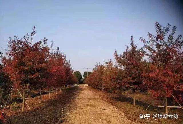 流苏树种植技术_种流苏树怎么样_流苏树的管理方法