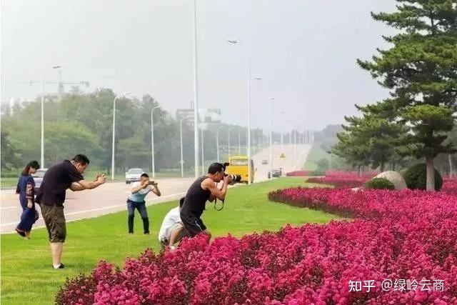 种流苏树怎么样_流苏树的管理方法_流苏树种植技术