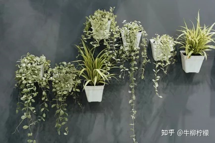 流苏树的管理方法_种流苏树怎么样_流苏树种植技术