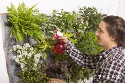 流苏树种植技术_流苏树的管理方法_种流苏树怎么样