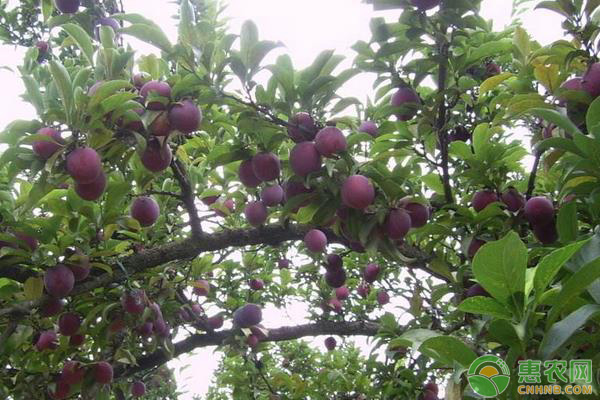 广西种植李子致富_广西李子产地在哪里_广西李子苗木基地