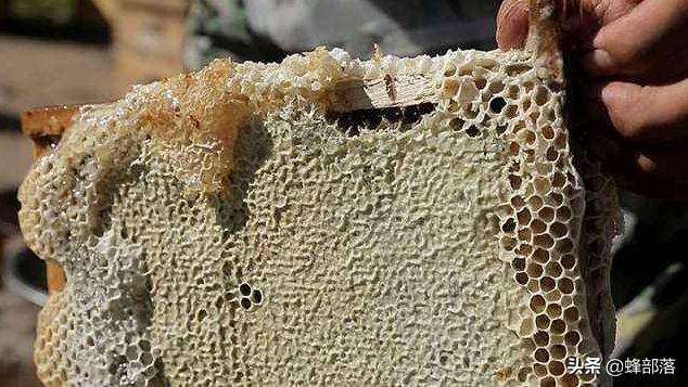 致富经养蜜蜂致富视频_致富经爻养中蜂视频_致富经养蜂视频