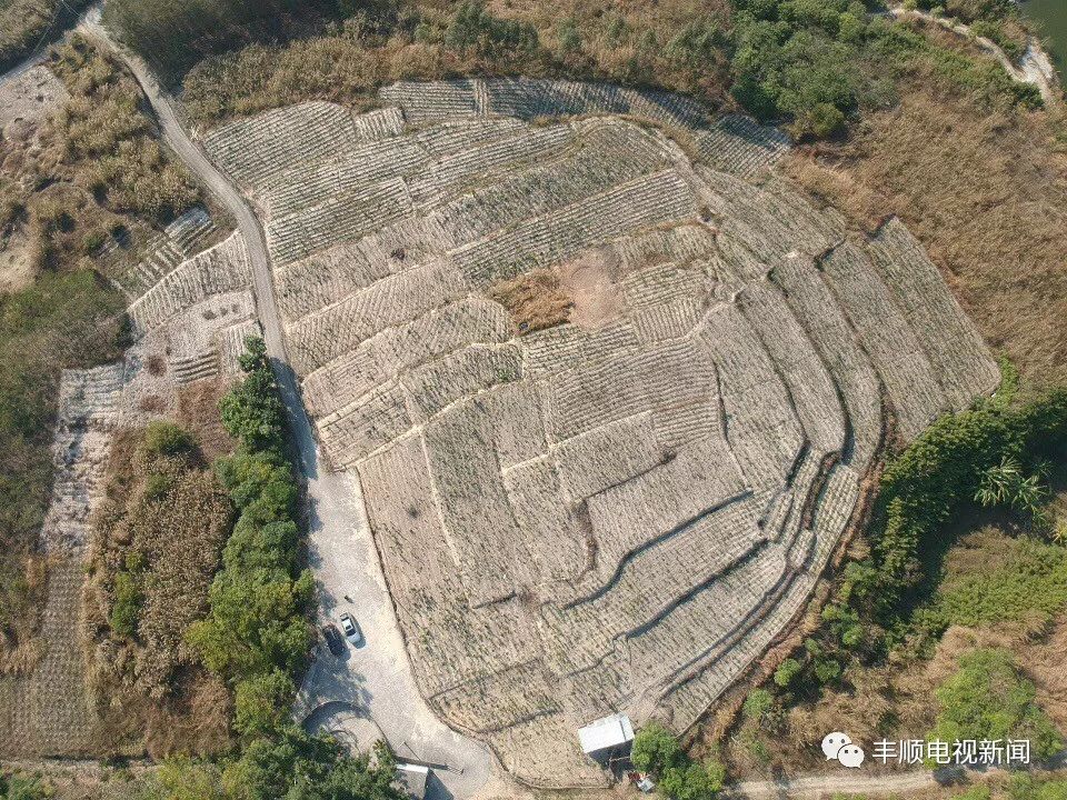 粤东首家种植牛大力农业合作社在我县成立，农民荒山野地种植致富不再是梦……