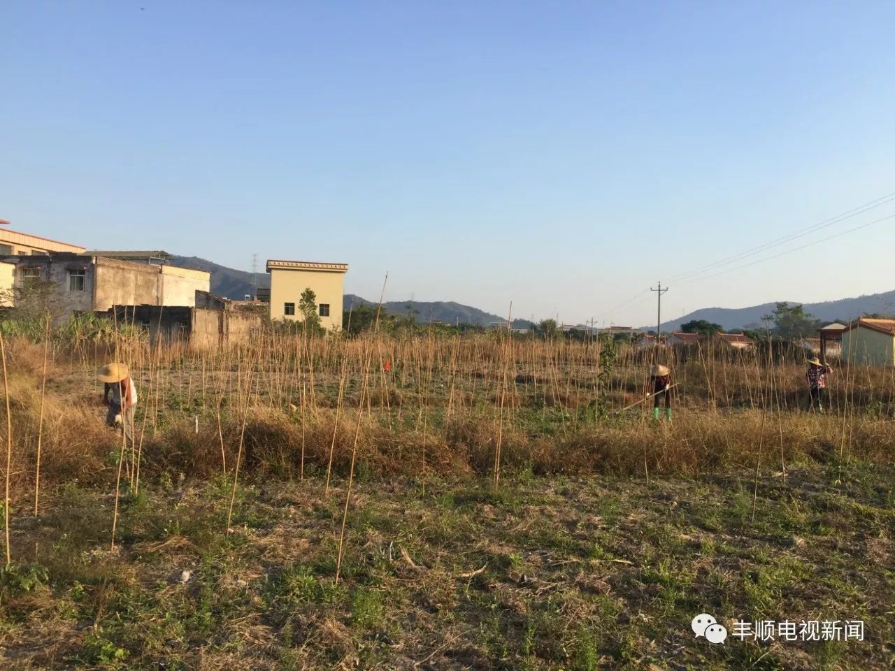 荒山种植致富技巧_荒山种植什么来钱快_荒山种植什么前景好