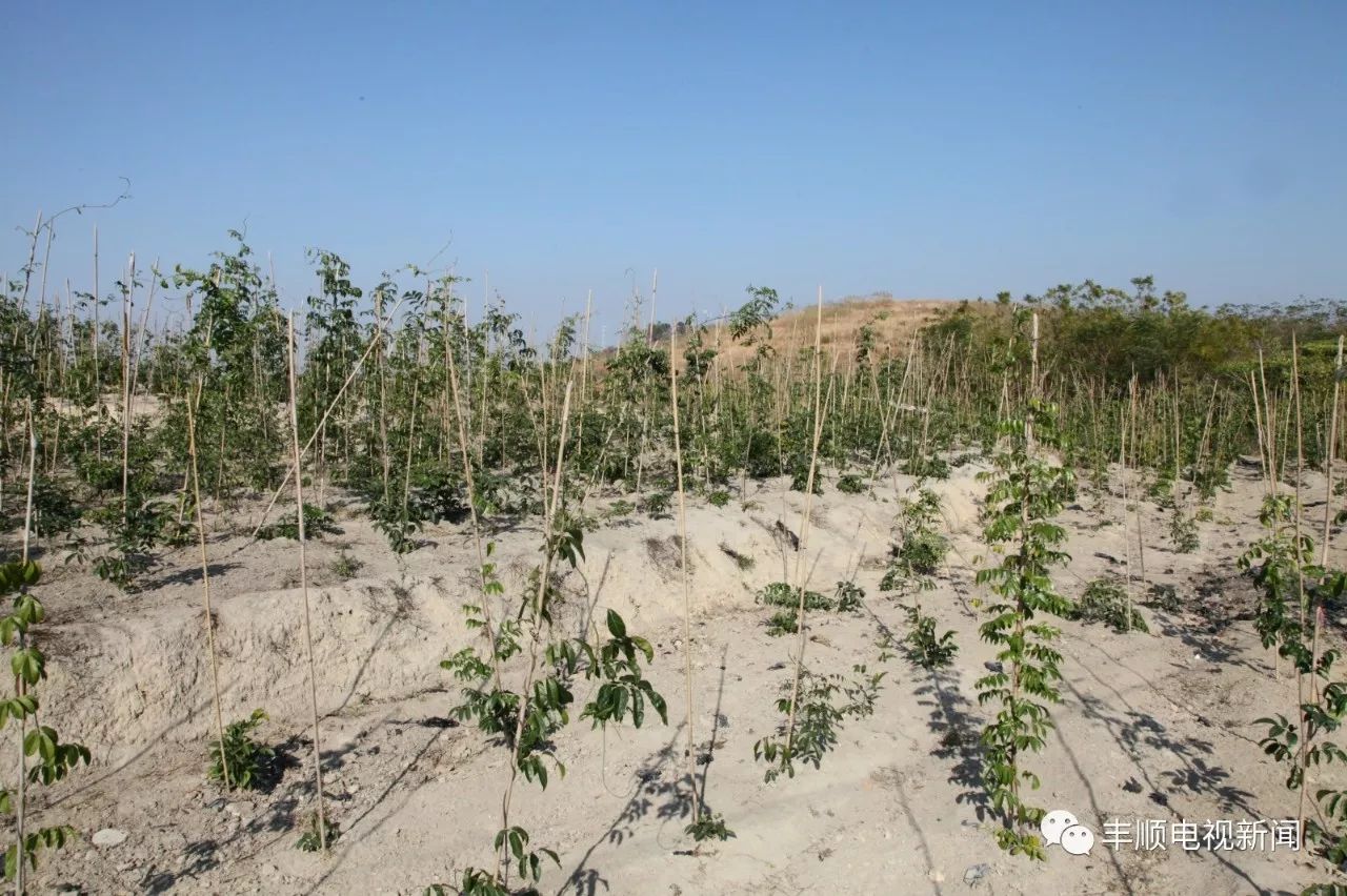 荒山种植致富技巧_荒山种植什么前景好_荒山种植什么来钱快