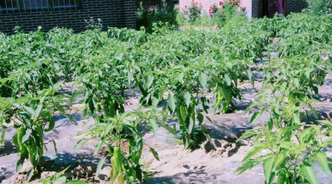 荒山种植什么来钱快_荒山种植什么前景好_荒山种植致富技巧