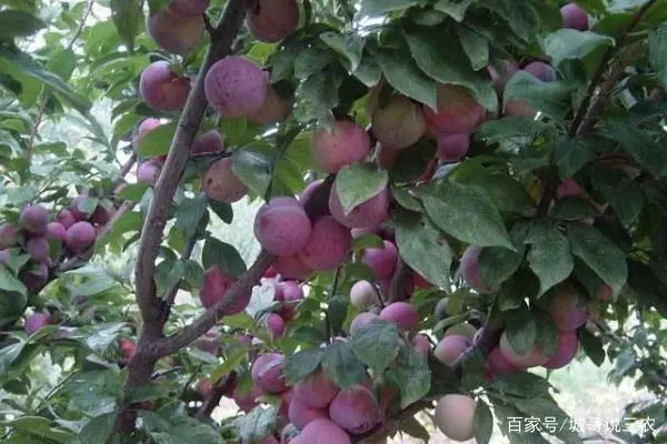 广西李子产地在哪里_广西种植李子致富_致富广西李子种植视频