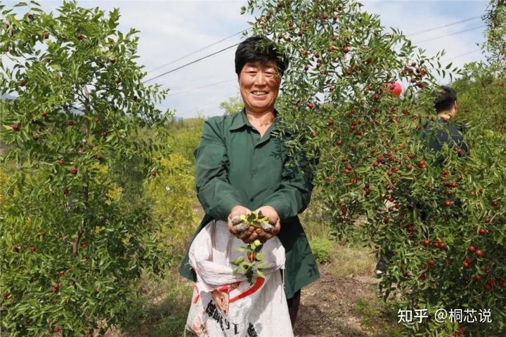 种植桃树赚钱吗_致富种植桃树项目怎么样_致富经桃树种植项目