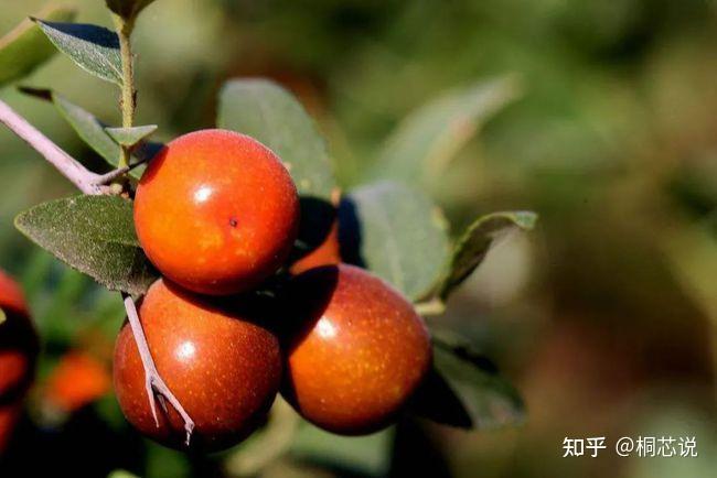 致富种植桃树项目怎么样_致富经桃树种植项目_种植桃树赚钱吗