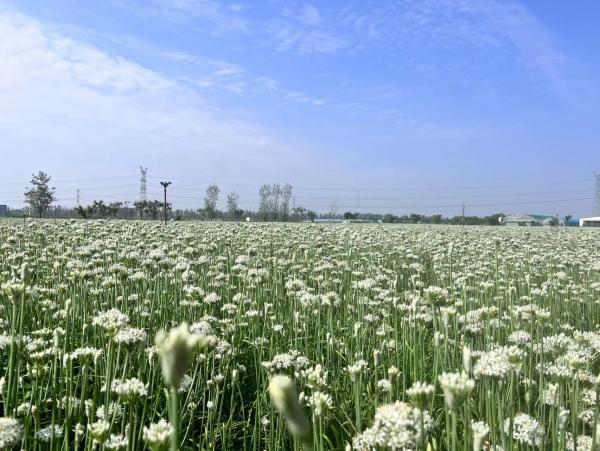 种植韭菜苔的市场效益_苔韭种植致富_致富经韭菜种植