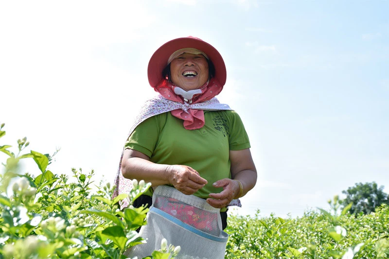 广西李子品种_致富广西李子种植视频_广西种植李子致富