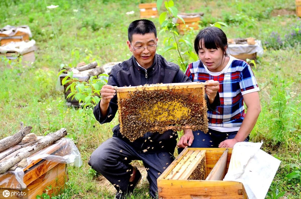 致富经养蜂视频_致富经爻养中蜂视频_致富经深山养蜂人视频