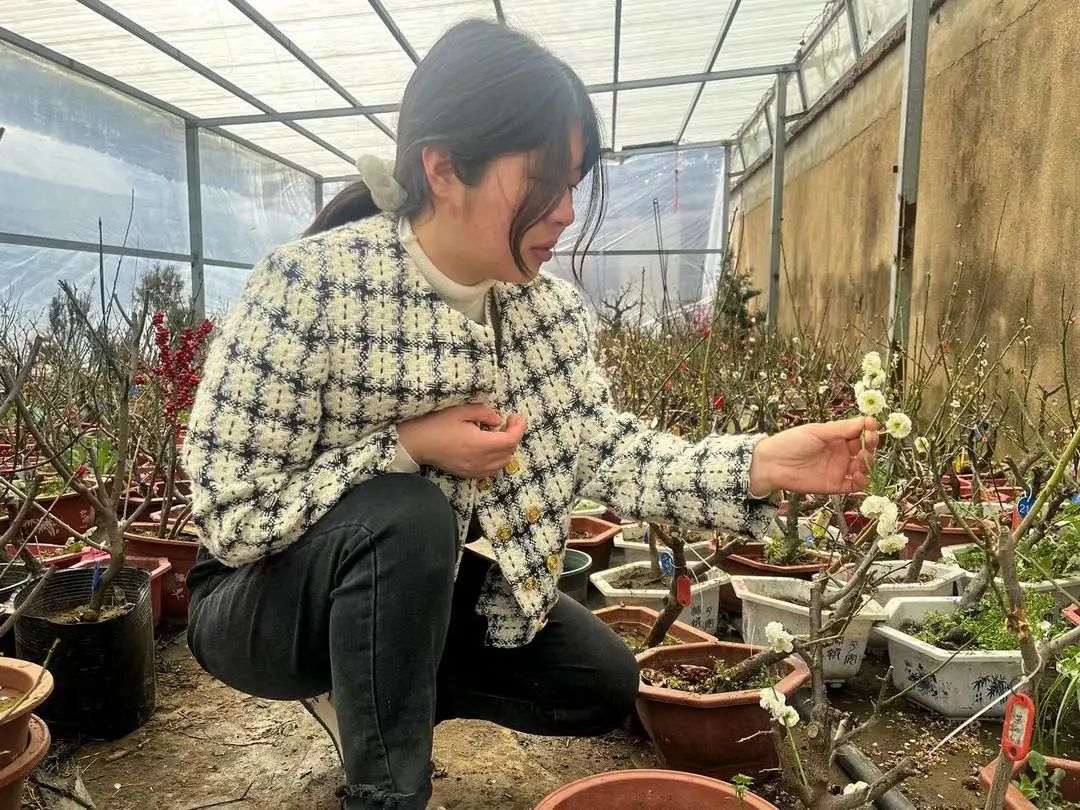 致富种植桃树项目怎么样_致富经桃树种植项目_致富种植桃树项目有哪些