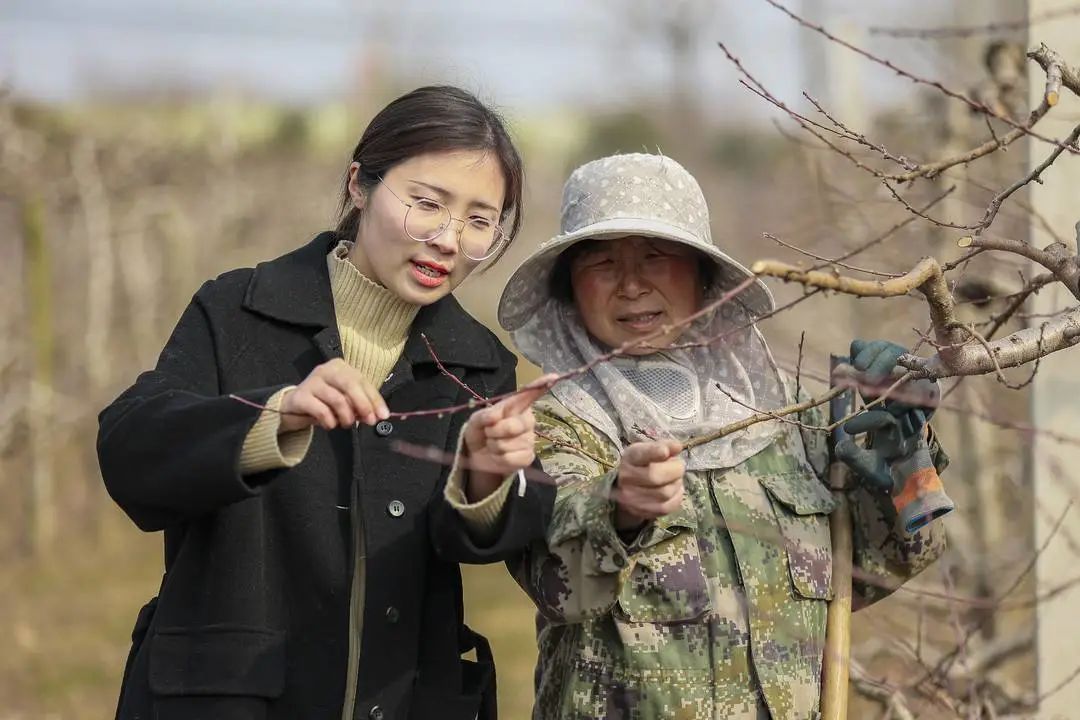 致富经桃树种植项目_致富种植桃树项目怎么样_致富种植桃树项目有哪些