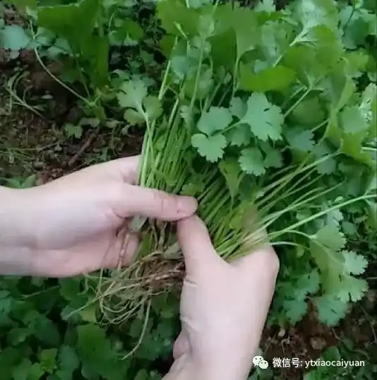 蔬菜种植基础：香菜的生长习性及种植全过程技术问答