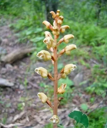 创业小项目种植天麻_致富经天麻种植_天麻种植致富案例