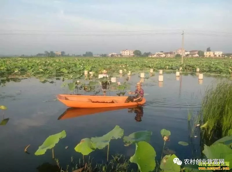 项目 | 一亩地赚两亩的钱！鱼菜共养、藕虾套养技术简单效益高