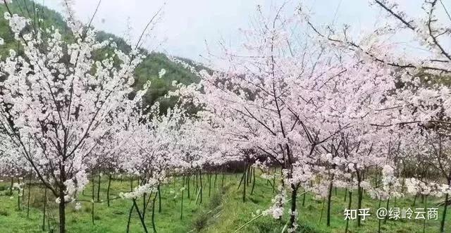 种植树技术流苏教程_流苏树的管理方法_流苏树种植技术