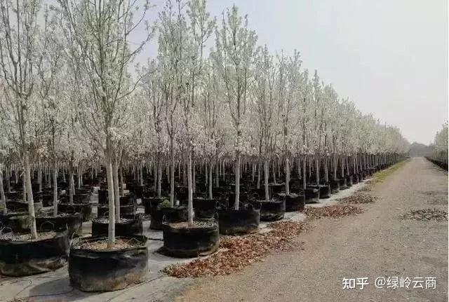 种植树技术流苏教程_流苏树种植技术_流苏树的管理方法