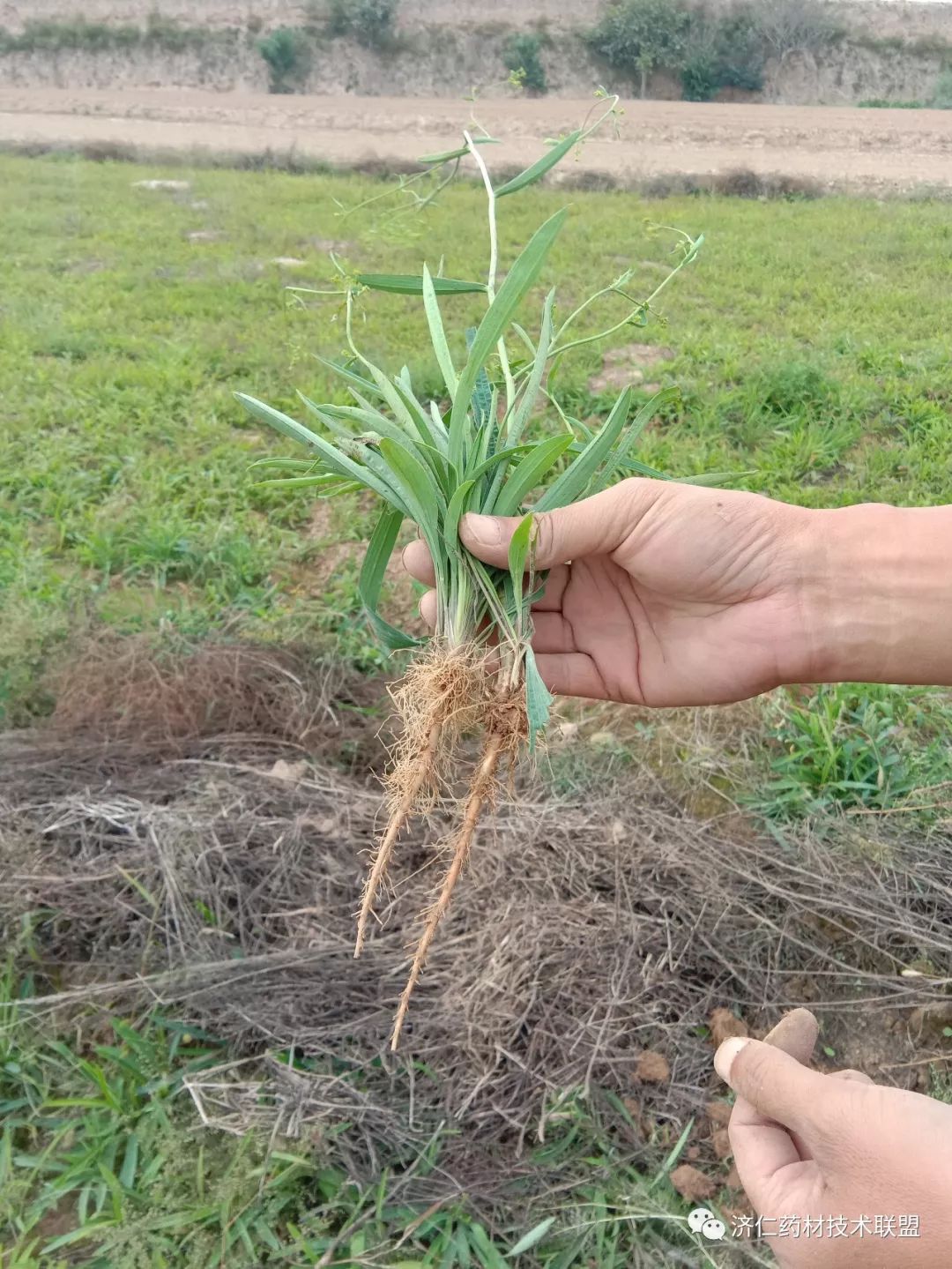 云南种植柴胡技术条件_云南柴胡种植技术_云南柴胡种植效益