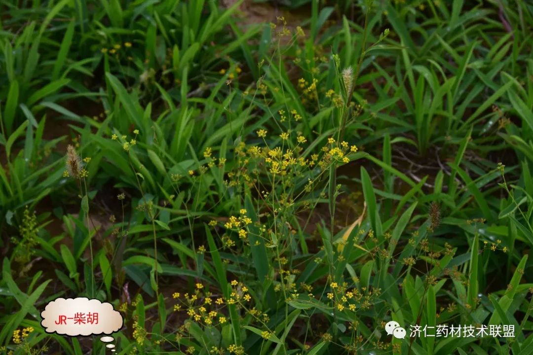 云南柴胡种植效益_云南种植柴胡技术条件_云南柴胡种植技术