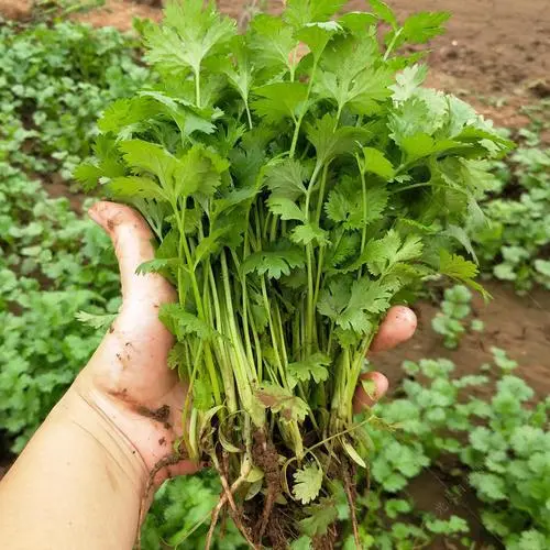 大香菜种植技术_香菜种植技术视频_香菜种植技术大全图片