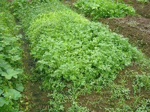 大香菜种植技术_香菜种植技术视频_香菜种植技术大全图片