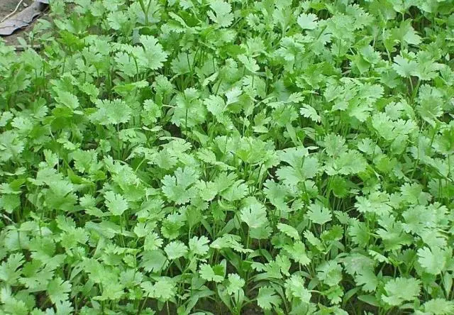 香菜种植技术大全图片_大香菜种植技术_香菜种植技术视频