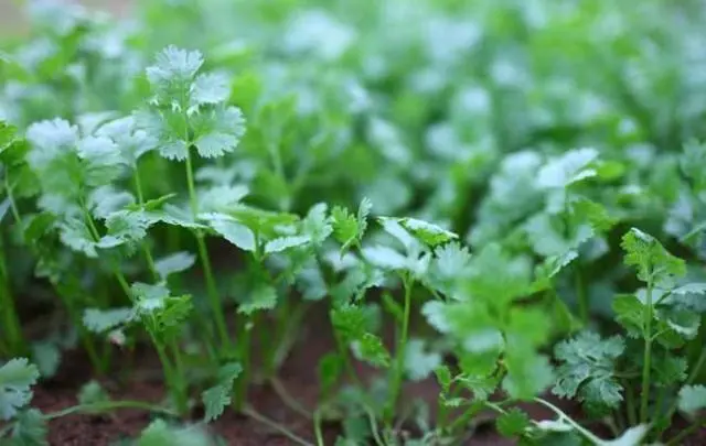 大香菜种植技术_香菜种植技术大全图片_香菜种植技术视频