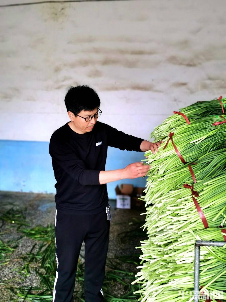 萝卜种植致富案例_种植萝卜的案例故事_萝卜种植利润