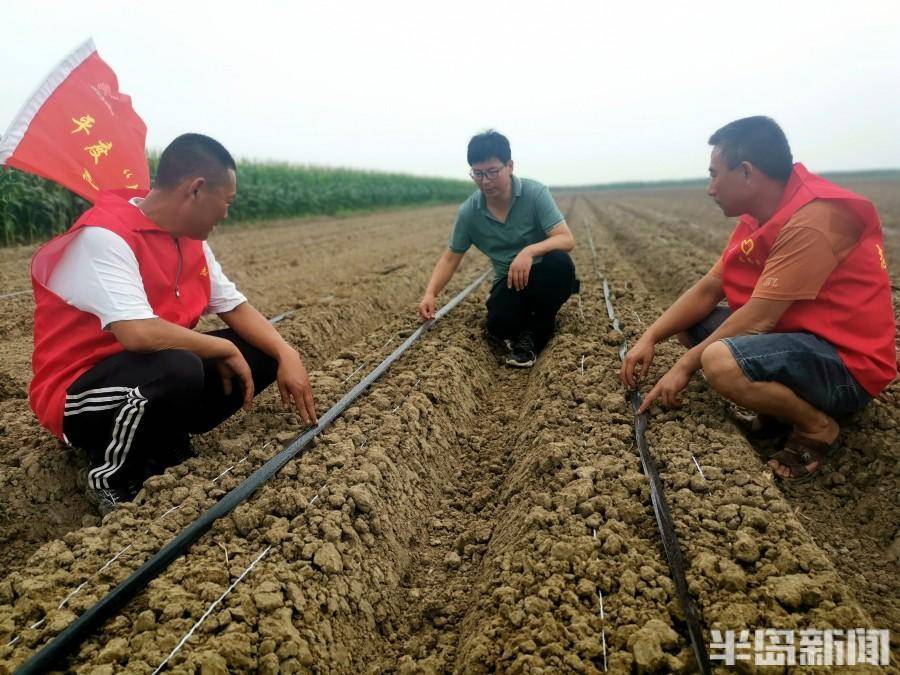 种植萝卜的案例故事_萝卜种植致富案例_萝卜种植利润