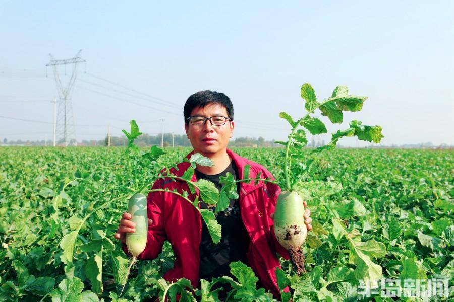 萝卜种植致富案例_萝卜种植利润_种植萝卜的案例故事