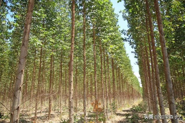 桉树种植技术_种植桉树技术视频_种植桉树技术要求