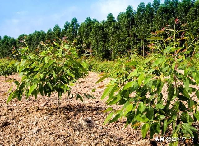 桉树种植技术_种植桉树技术视频_种植桉树技术要求