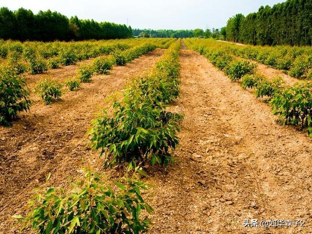 种植桉树技术视频_种植桉树技术要求_桉树种植技术