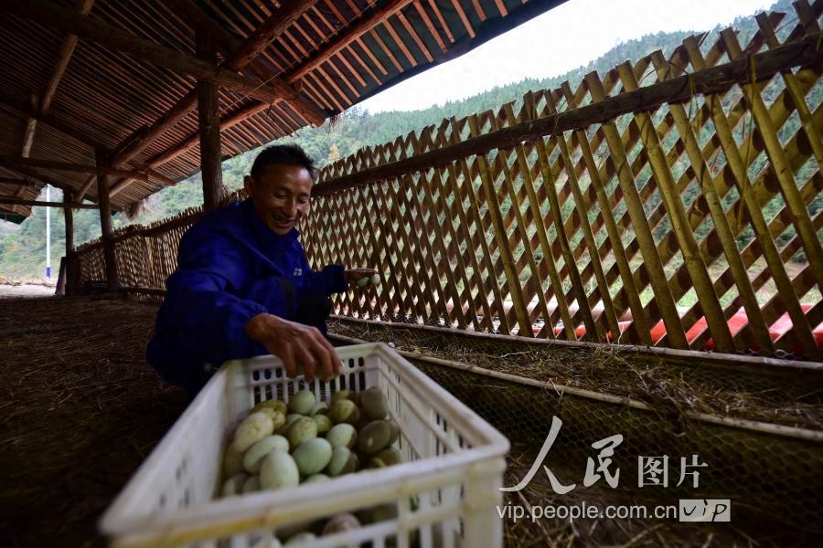 贵州丹寨：“鸭司令”的养殖致富梦