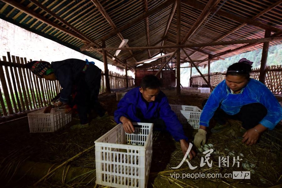 贵州丹寨：“鸭司令”的养殖致富梦